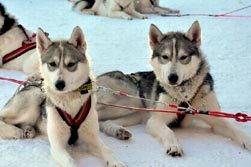 Nordeuropa, Lappland, Schweden-Expeditionen: Husky-Expeditionen - Schlittenhunde