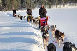 Nordeuropa, Lappland, Schweden-Expeditionen: Husky-Expeditionen - Hundeschlitten in der Spur