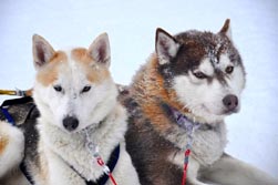 Nordeuropa, Lappland, Schweden-Expeditionen: Husky-Expeditionen - ruhende Huskys